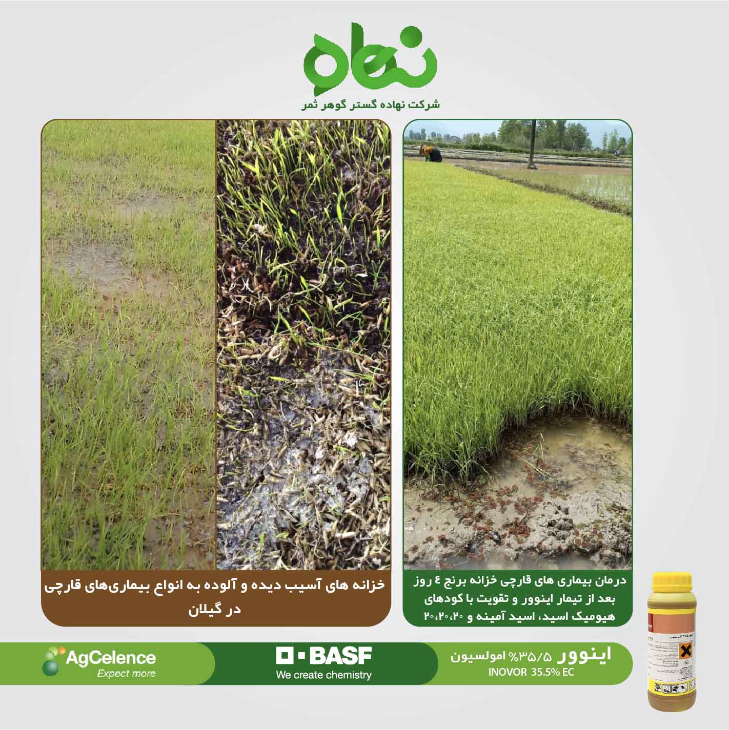 Customer satisfaction with the use of Inovor in rice